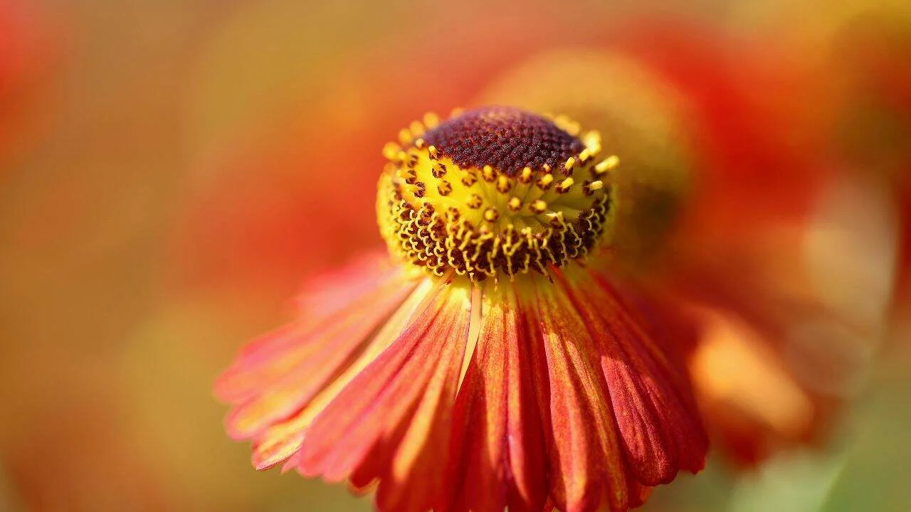 15 Spectacular Fall Plants (and Which Ones You Can Still Plant Now) 14