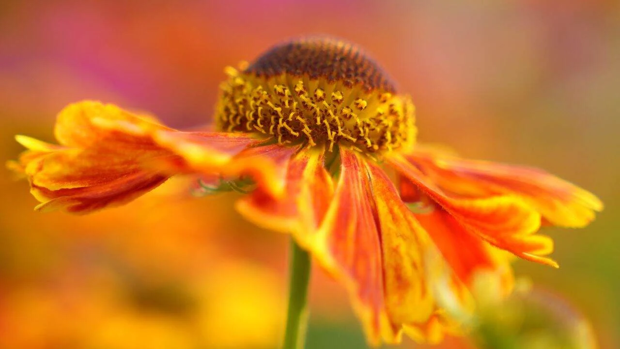 7 August Plants for Fall Drama 3