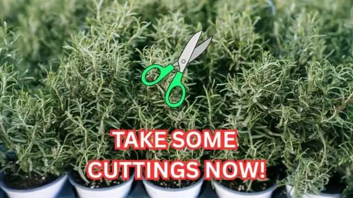 Why August Is Prime Time for Herb Cuttings