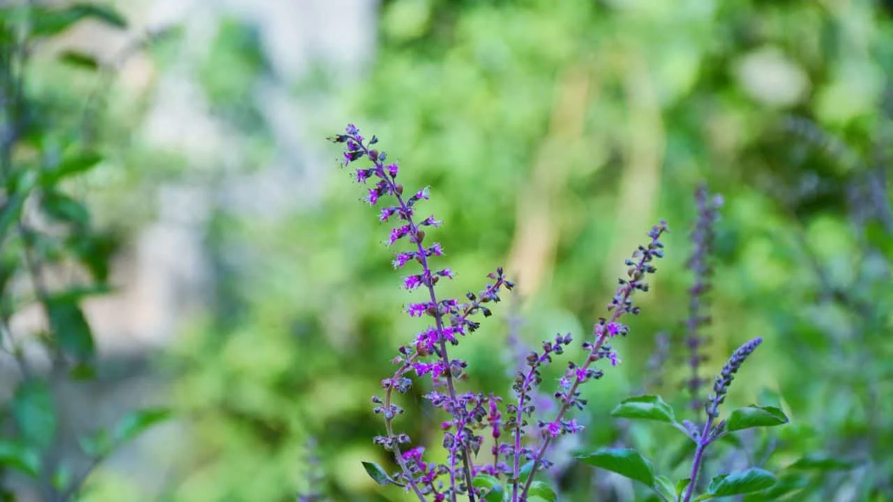 11 Garden Plants That Make Surprisingly Good Tea 1