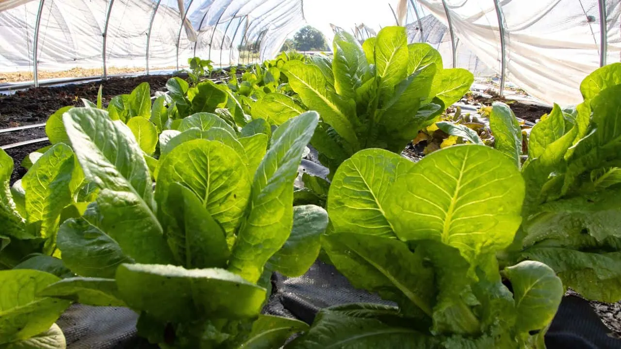 10 Tricks to Make Your September Harvest Huge 2