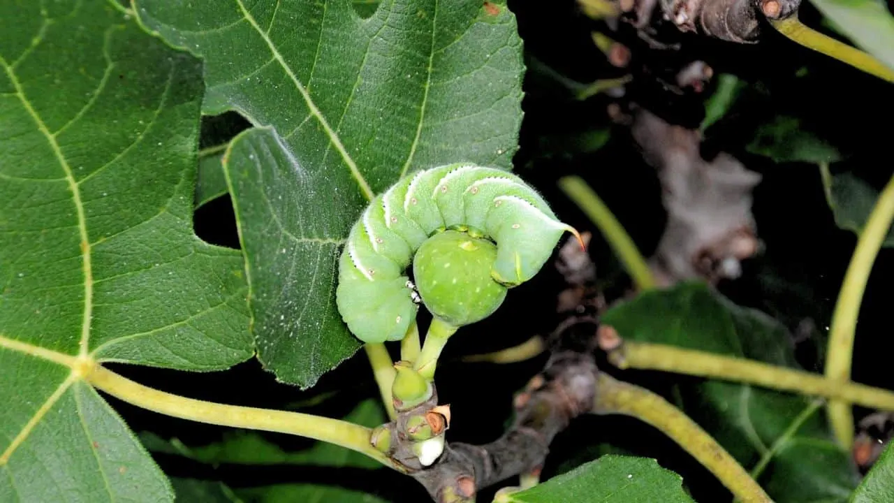 9 Fall Garden Pests Ranked From Nuisance to Nightmare 6