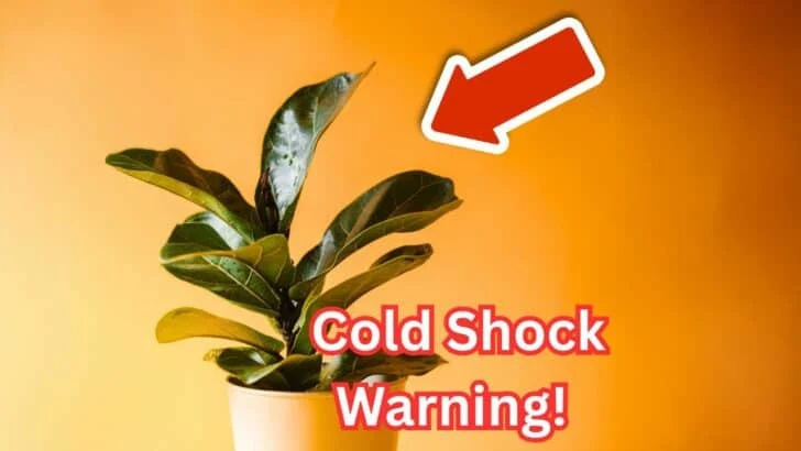 Seasonal Stress: How to Transition Plants Indoors for Fall