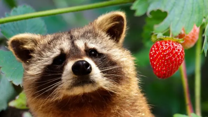 10 Ways to Keep Raccoons Out of Your Garden in September
