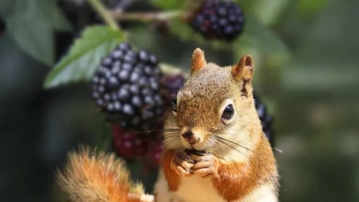 10 Ways Gardeners Stop Squirrels in Fall &mdash; From Weakest to Strongest