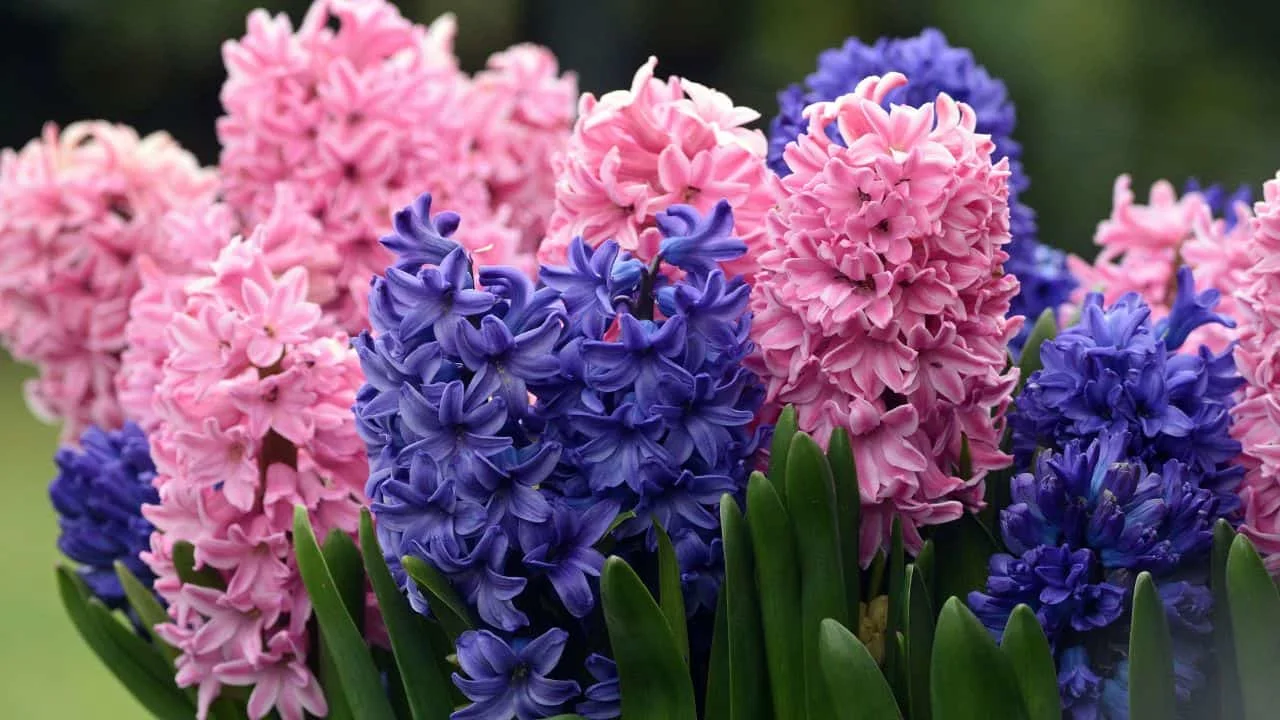 Plant Bulbs Now or Miss Out Next Spring 4