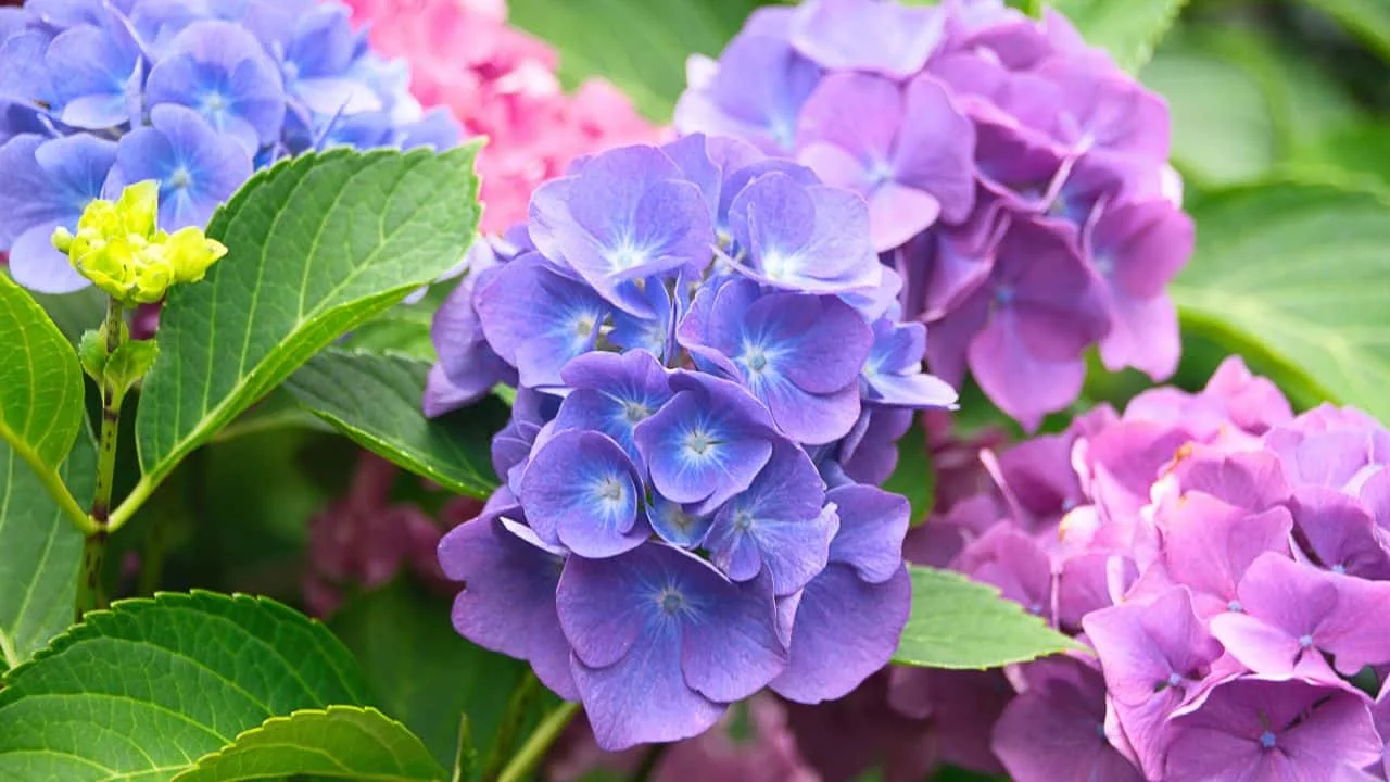11 Best Plants to Take Cuttings From in September 1