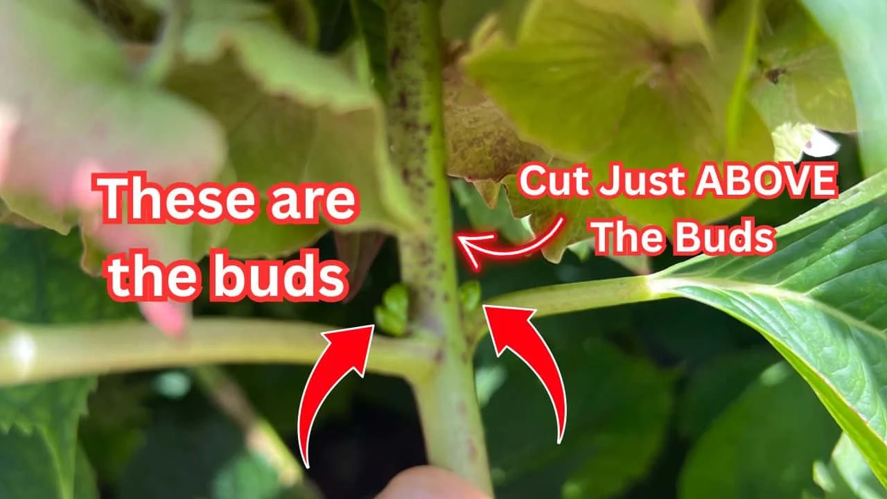 This Hydrangea Pruning Mistake Costs You a Year 2