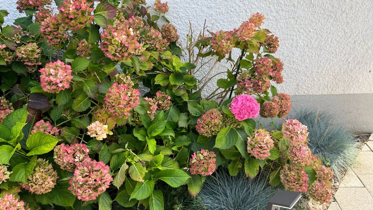 This Hydrangea Pruning Mistake Costs You a Year 1