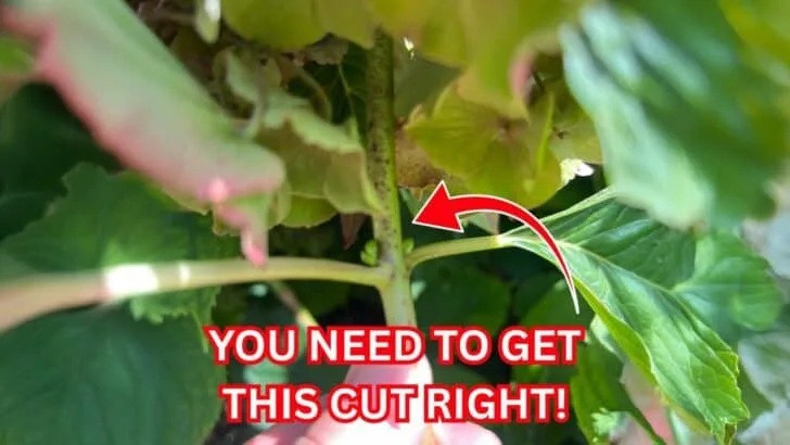 This Hydrangea Pruning Mistake Costs You a Year