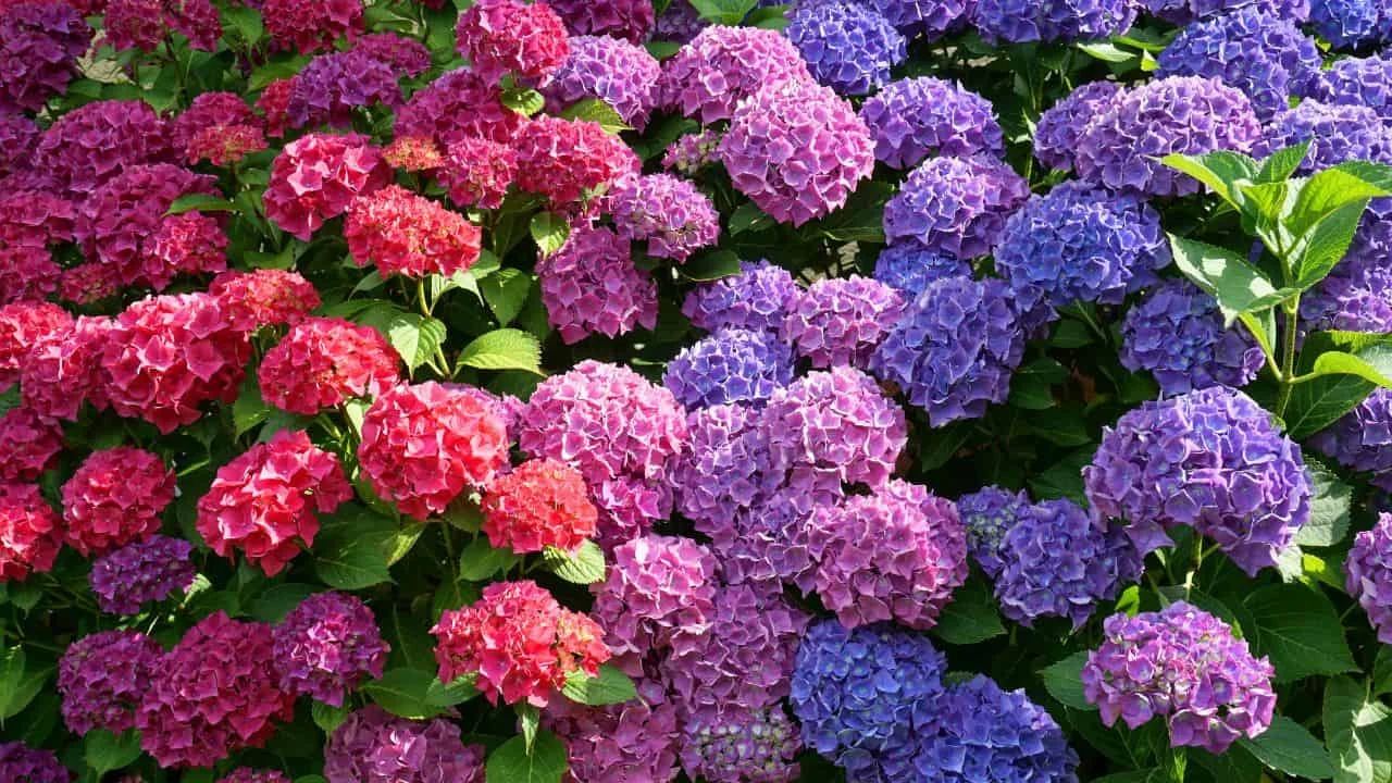 10 Dangerous Plants You Should Never Grow Near Kids or Pets 6