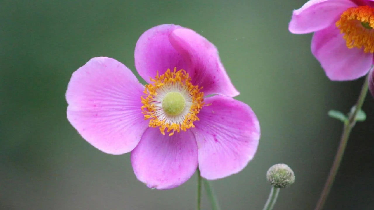 7 August Plants for Fall Drama 1