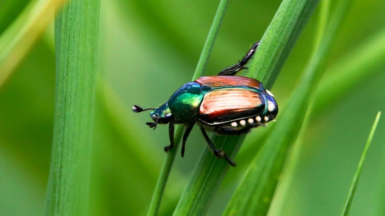 9 Fall Garden Pests Ranked From Nuisance to Nightmare 3