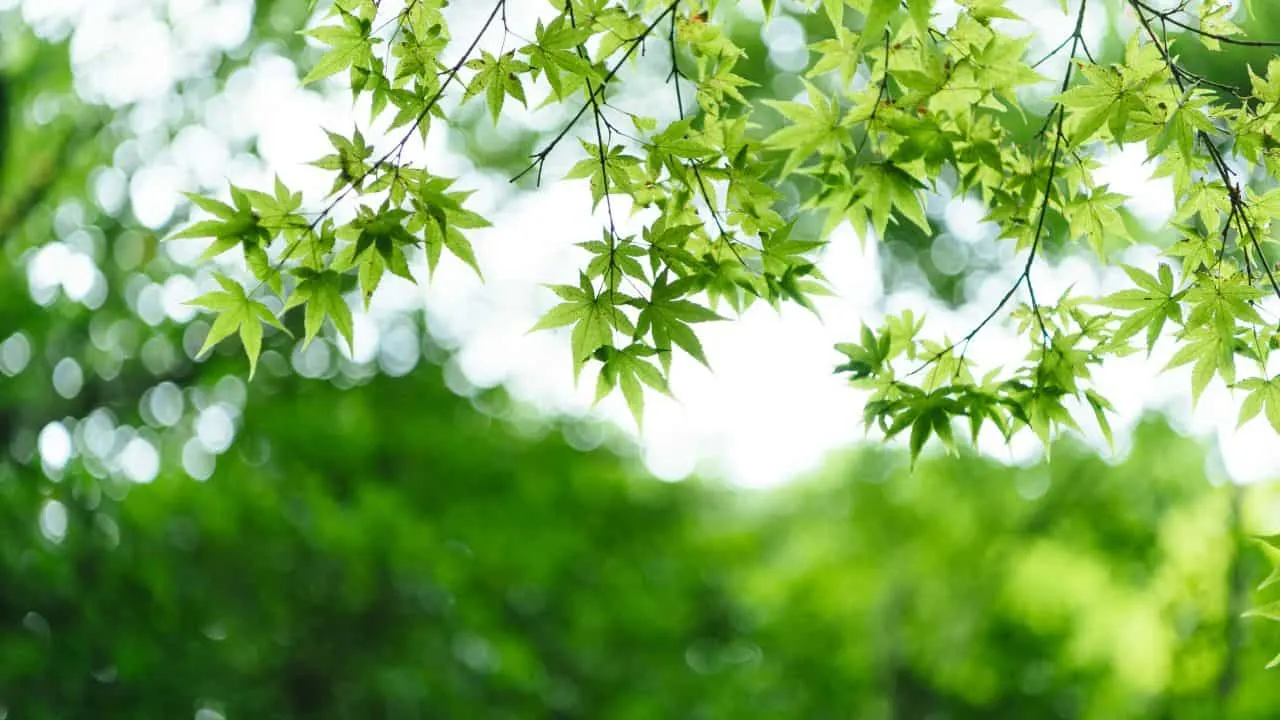 15 Spectacular Fall Plants (and Which Ones You Can Still Plant Now) 8