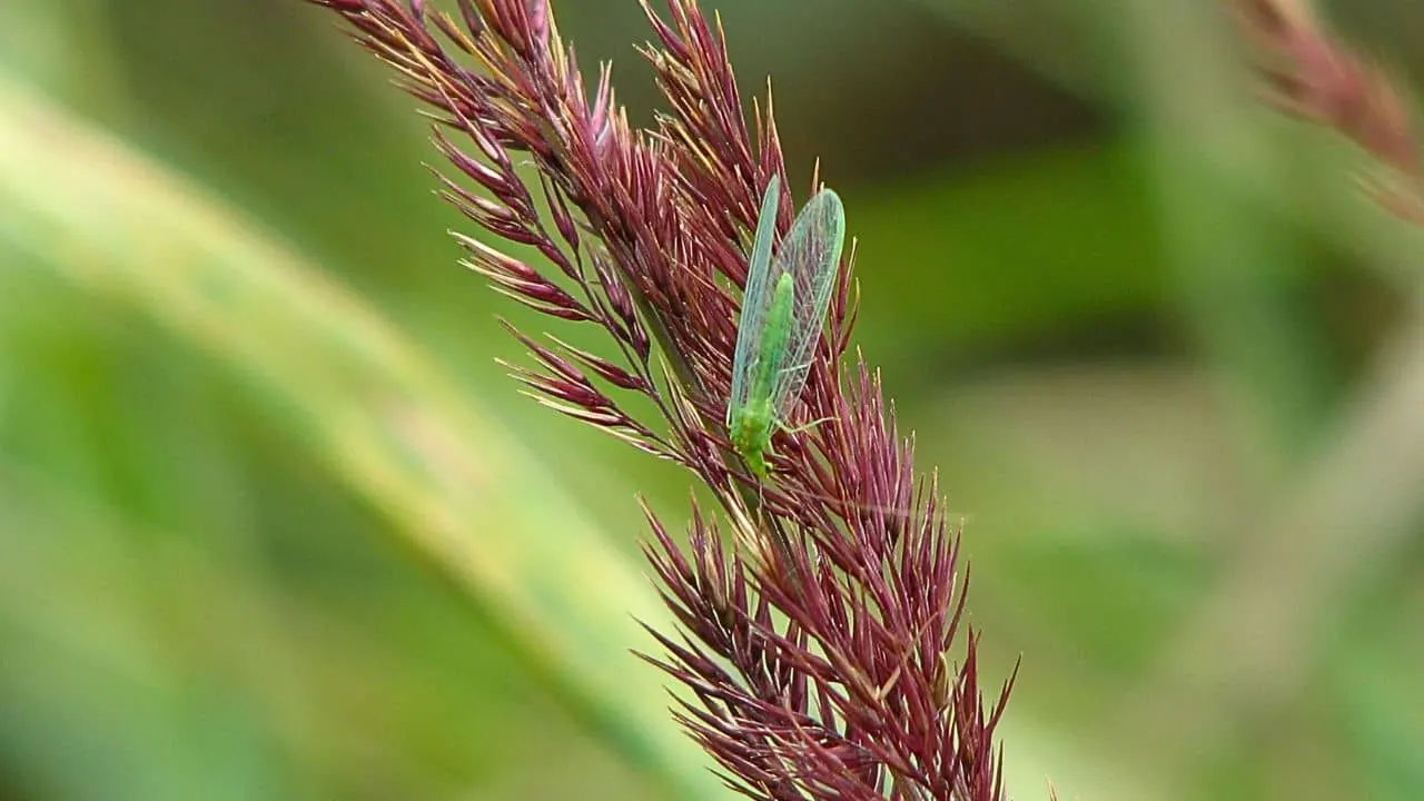 I Am the Aphid Lion and I Eat Your Pests 1