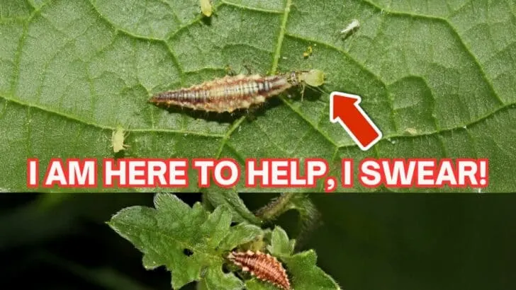 I Am the Aphid Lion and I Eat Your Pests