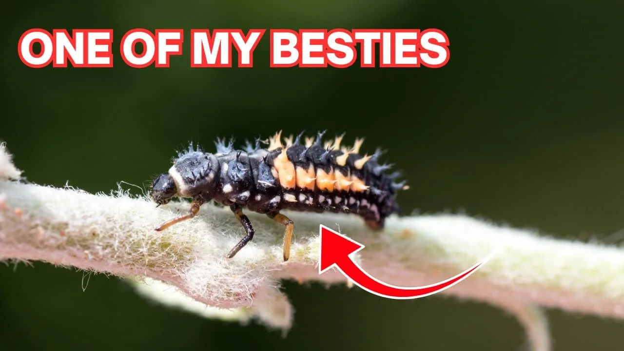 I Am the Aphid Lion and I Eat Your Pests 3
