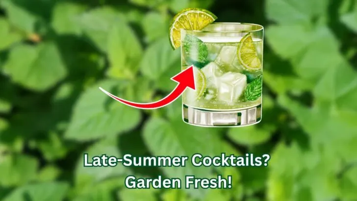 The Late-Summer Cocktail Garden Guide