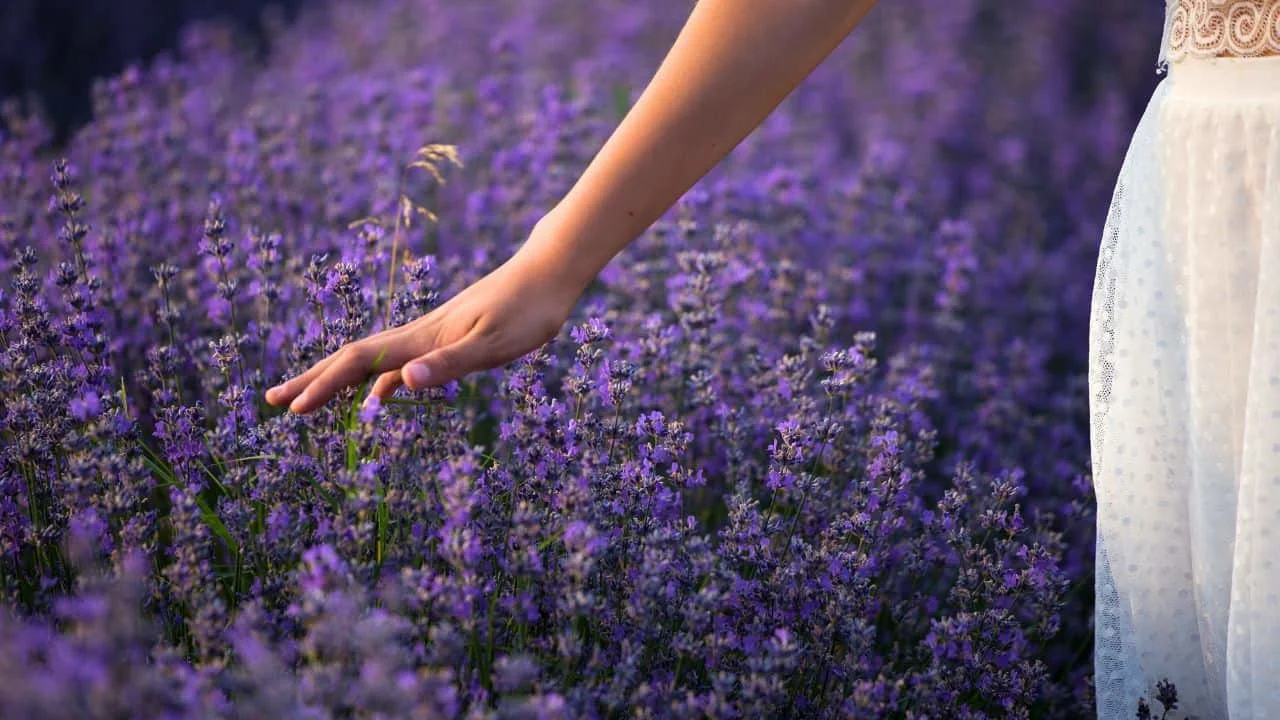 12 Plants You Should Cut Back in August (And 6 You Should Leave Alone for Now) 7