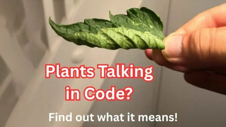 Leaf Curl Means Trouble &ndash; Or Does It?