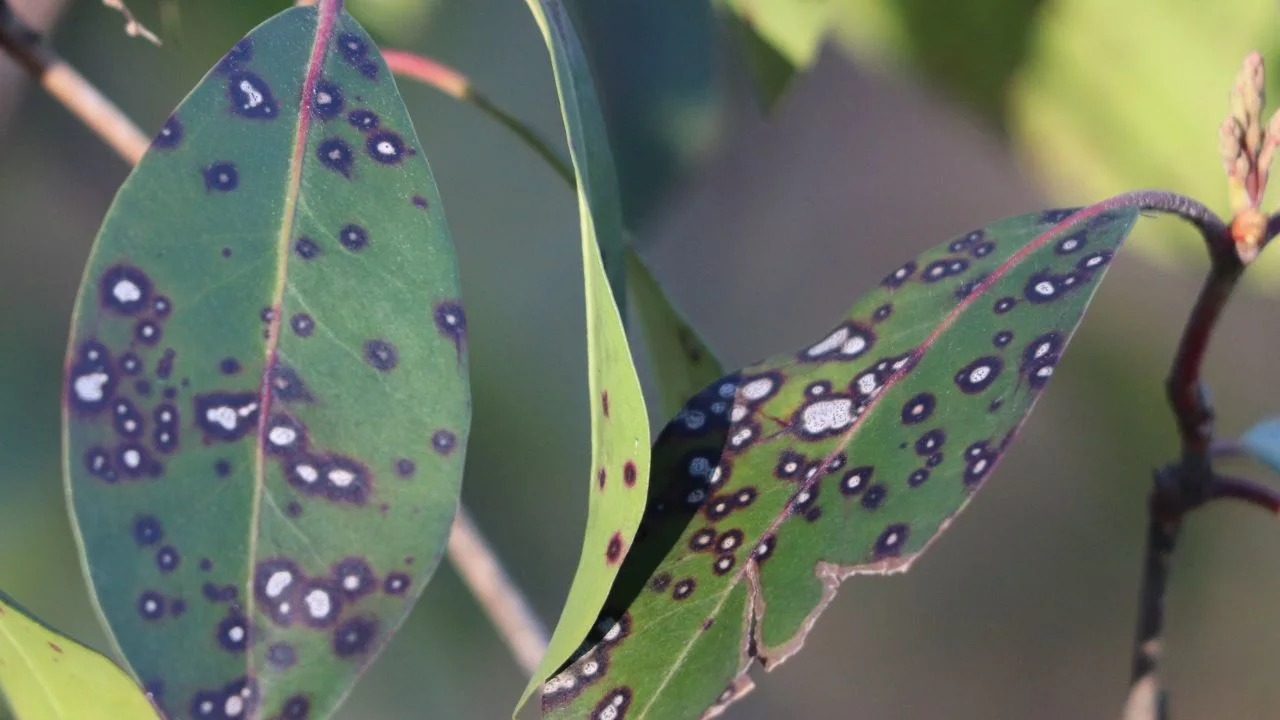 8 Diseases That Sneak Into Your Garden in Late Summer 2
