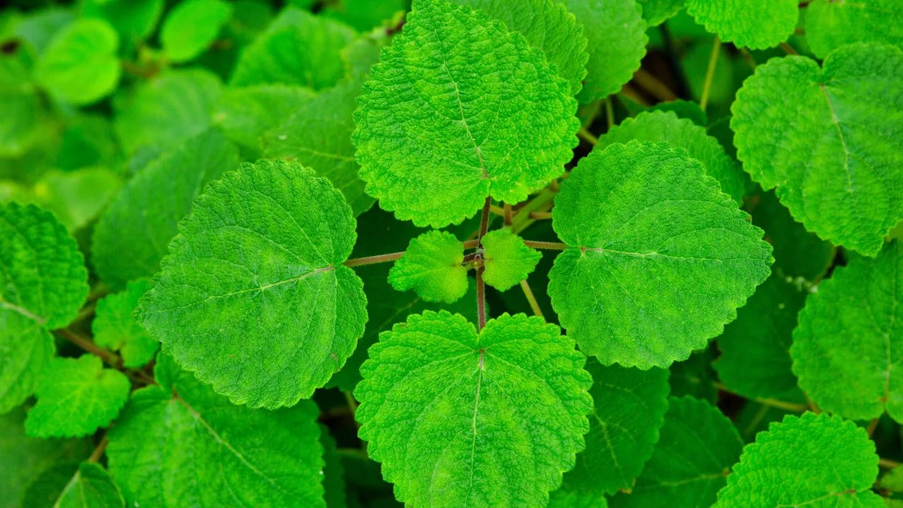 The Late-Summer Cocktail Garden Guide 1