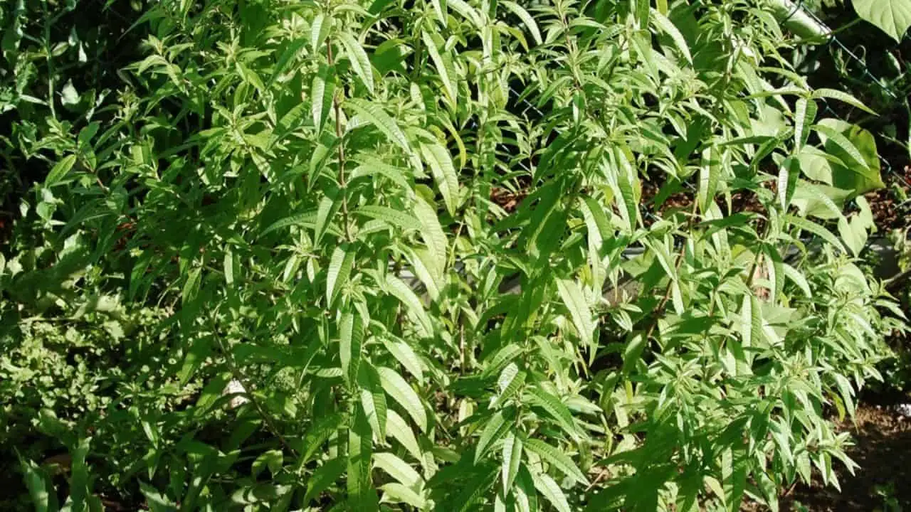 11 Garden Plants That Make Surprisingly Good Tea 2