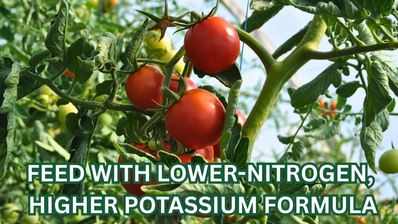 The August Trick That Makes Tomatoes Ripen Weeks Faster 2