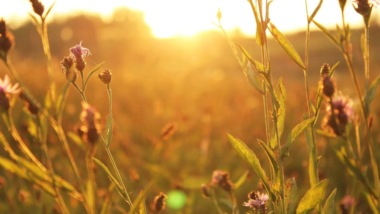 Six Lawn Alternatives That Look Better and Cost Less 5