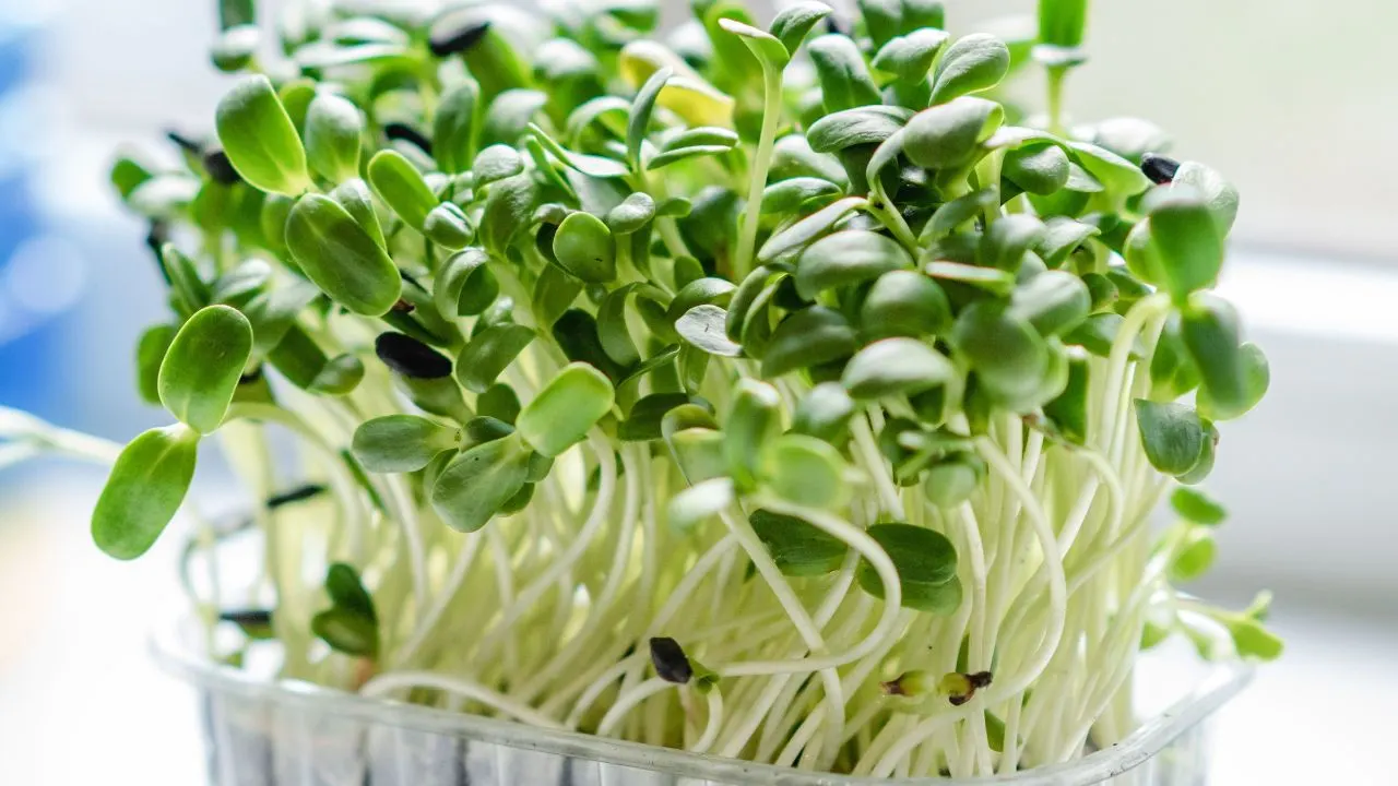 10 Plants You Can Shockingly Grow in Your Garage 3