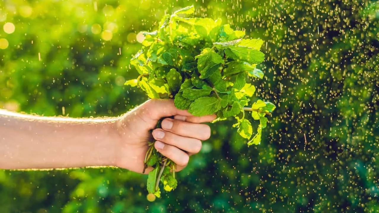 12 Plants You Should Cut Back in August (And 6 You Should Leave Alone for Now) 8