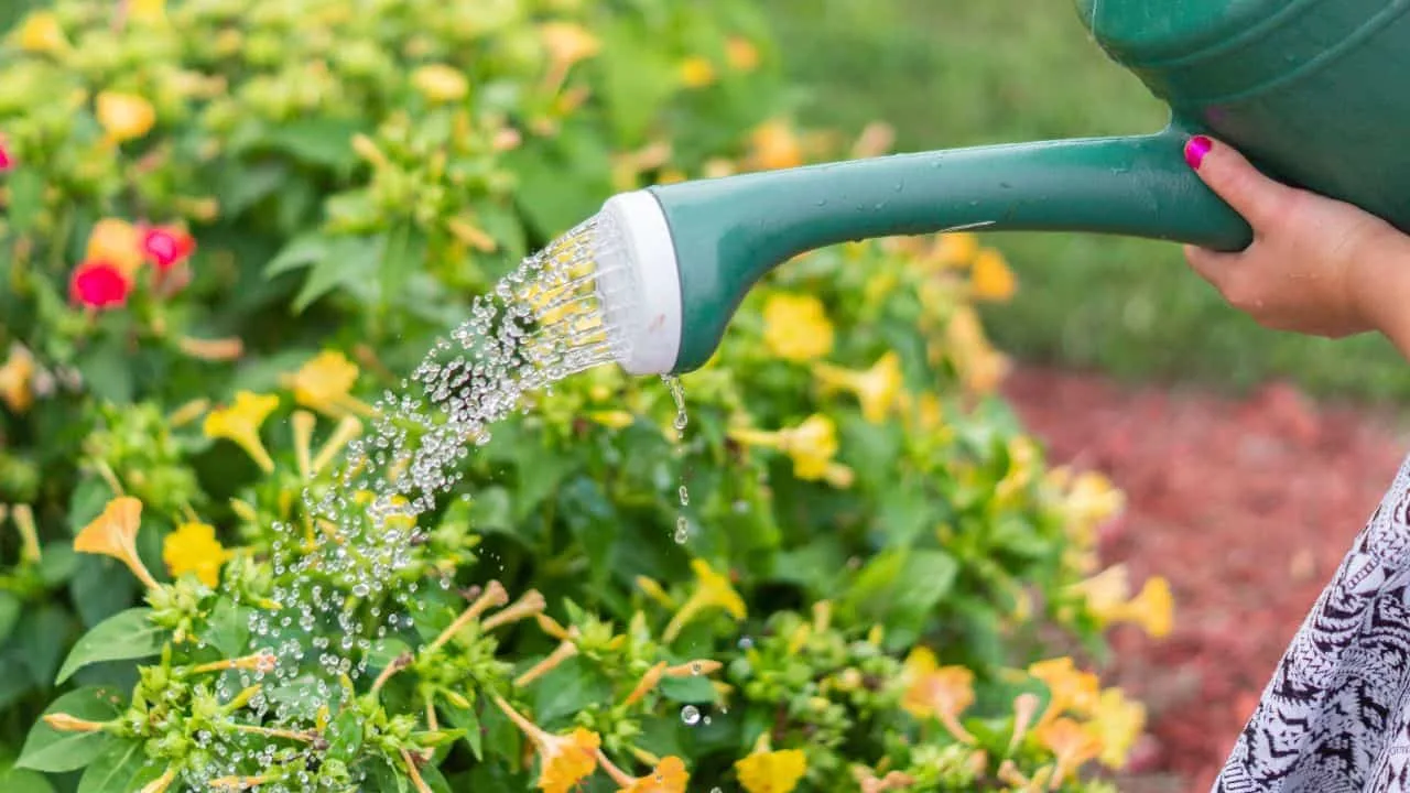 10 Reasons I Stopped Planting Marigolds With My Tomatoes 3