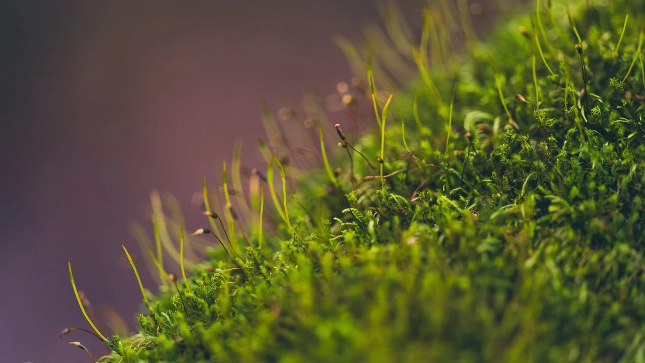 Six Lawn Alternatives That Look Better and Cost Less 4