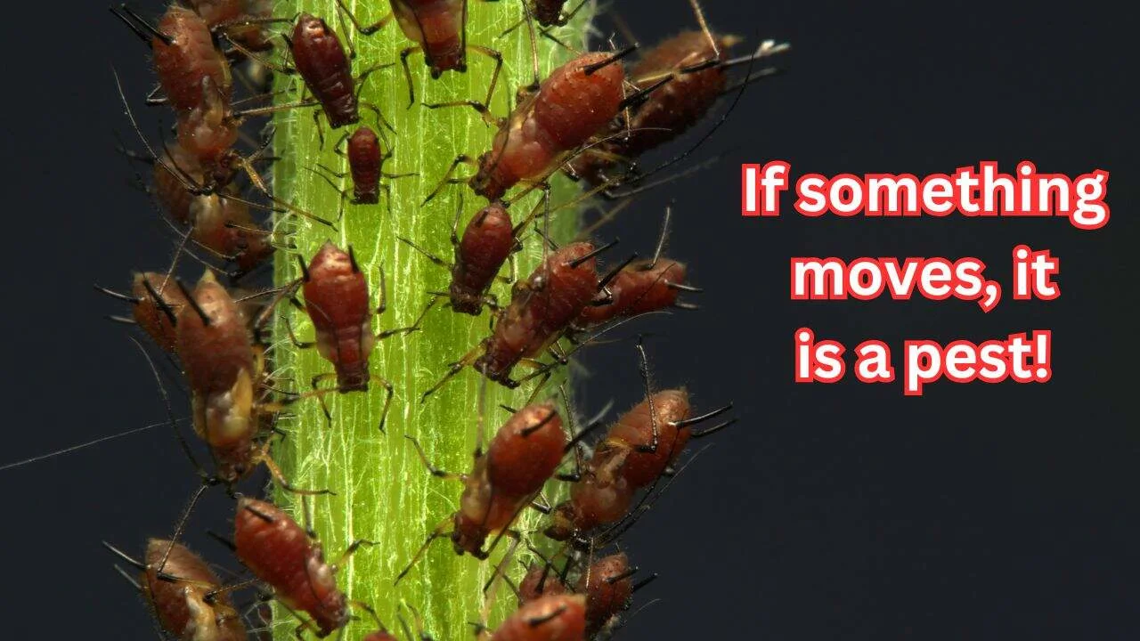 7 Clues That Tell You If It&rsquo;s Pests or Fungus 3