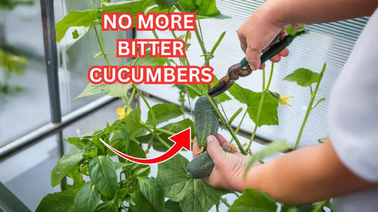 17 Garden Favorites That Love Your Kitchen Scraps 4
