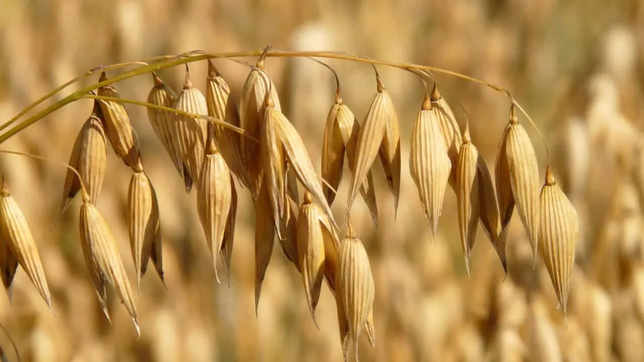 Why Cover Crops Are the Smartest Fall Move 6