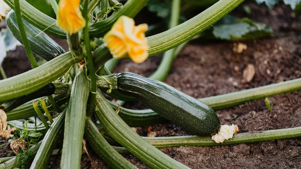 10 Things You Should Rip Out of Your Garden This Weekend 2