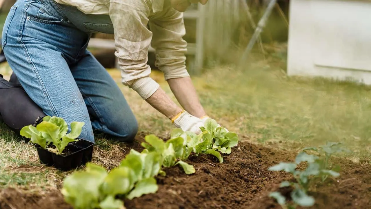 10 Gardening Rules You Can Totally Break (And Still Get Amazing Results) 5