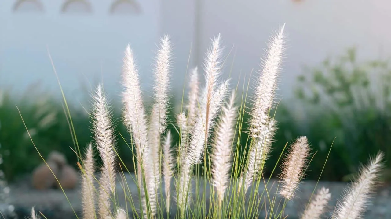 15 Spectacular Fall Plants (and Which Ones You Can Still Plant Now) 9