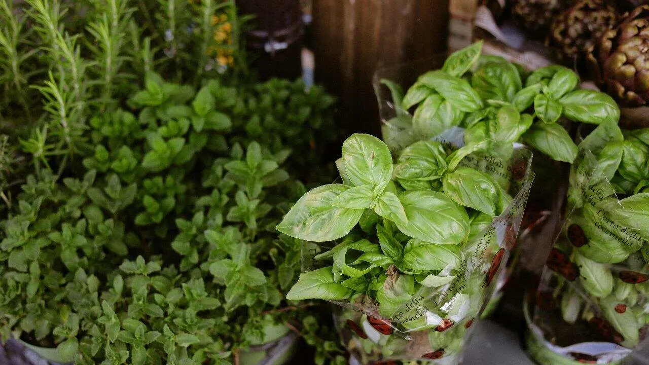 9 Plants That Hate September Weather 1
