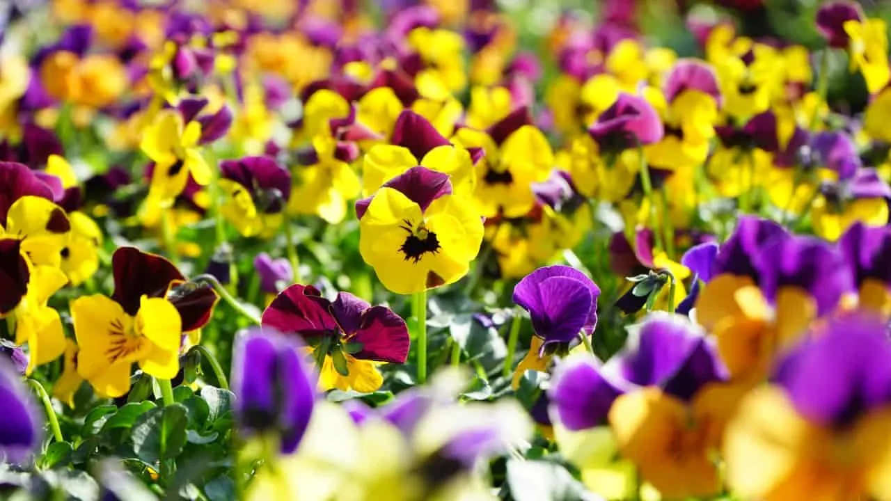 10 Things You Should Rip Out of Your Garden This Weekend 5