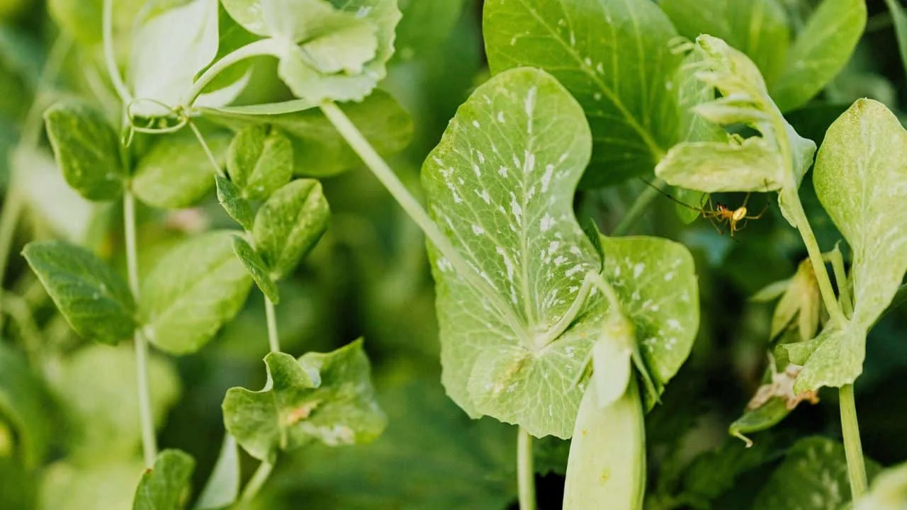 10 Frost-Resistant Veggies to Start in February 5