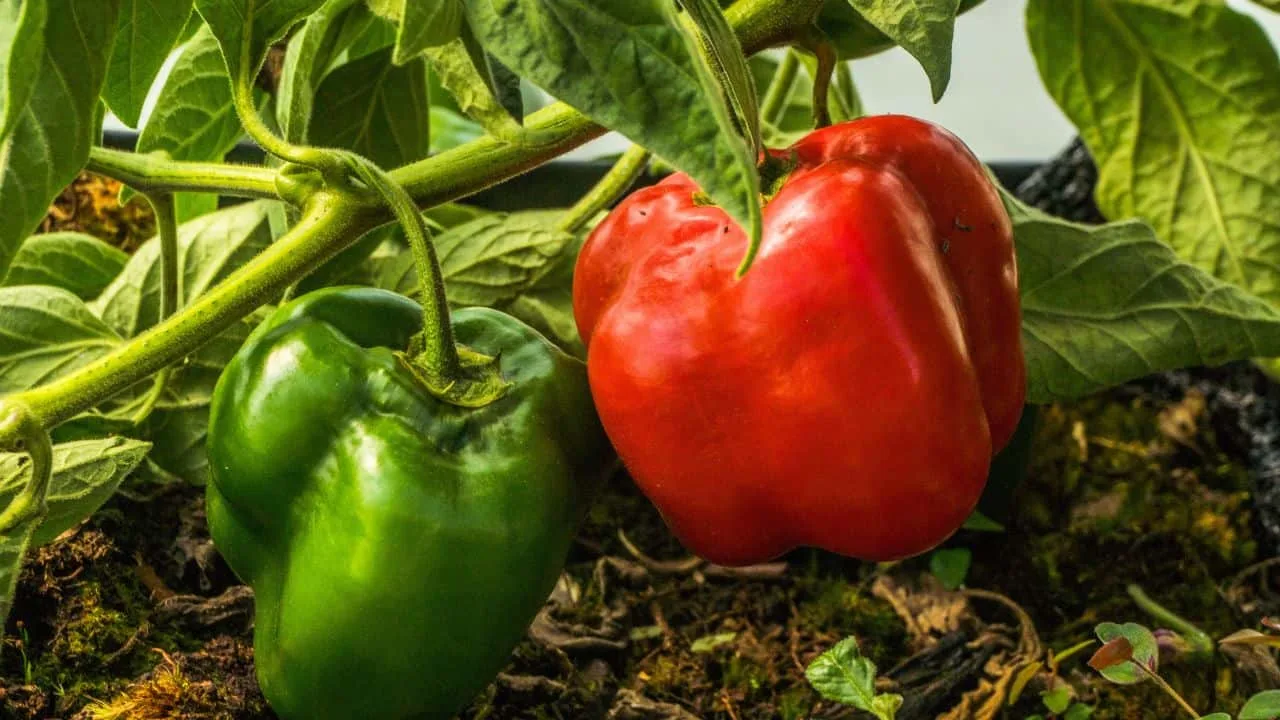 Add This to Your Peppers Today for a Final Harvest Push 3