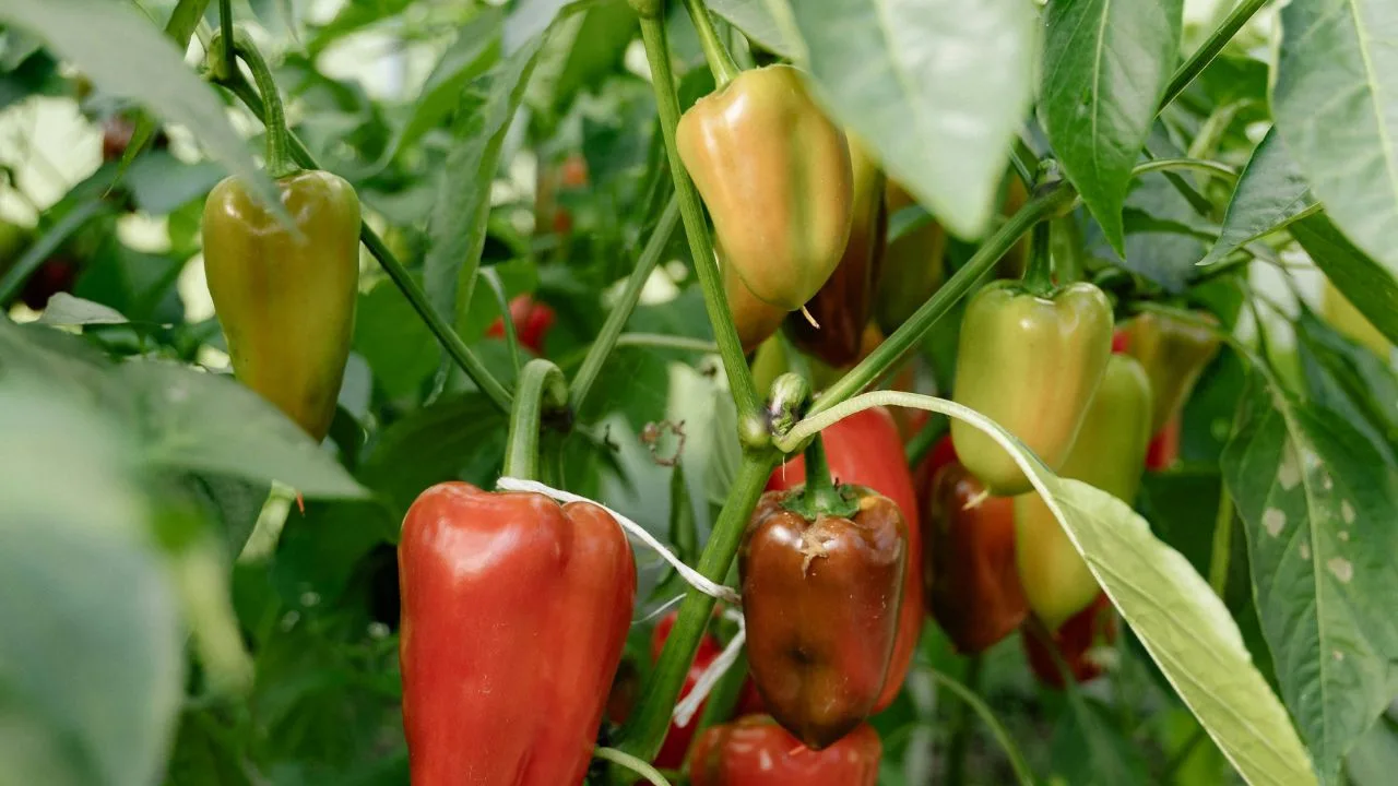 Add This to Your Peppers Today for a Final Harvest Push 1