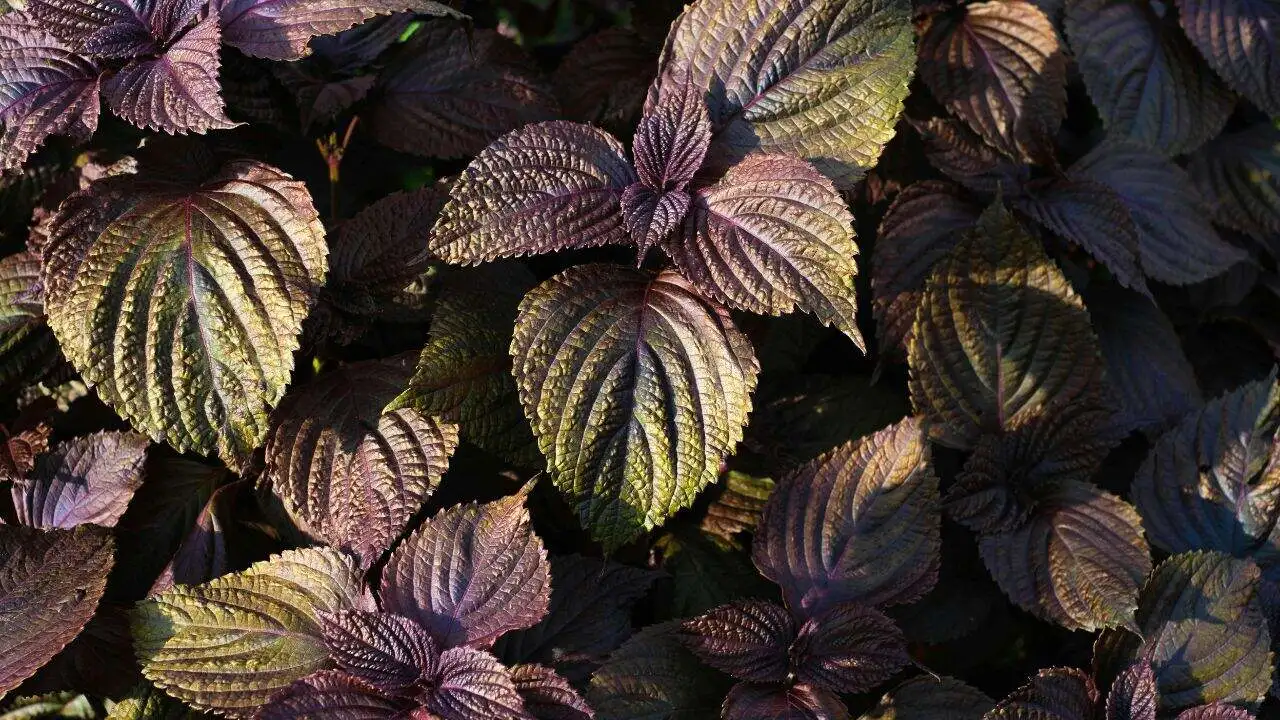 11 Garden Plants That Make Surprisingly Good Tea 7
