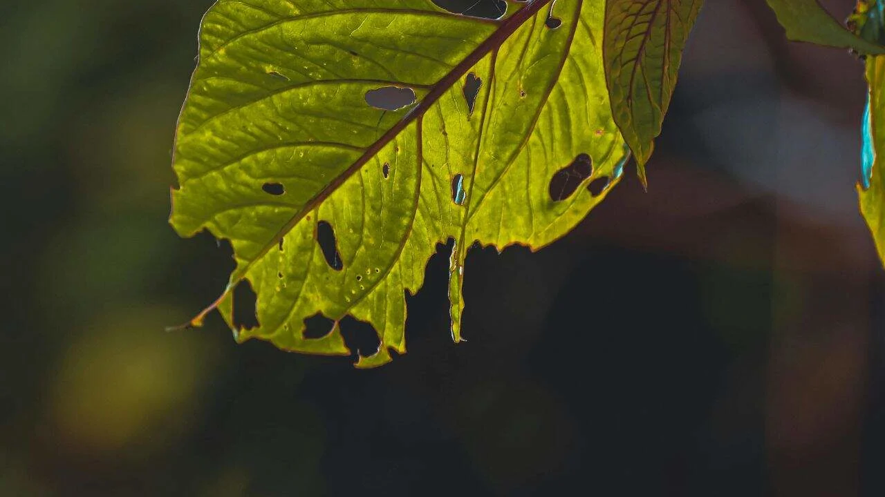 10 Things You Should Rip Out of Your Garden This Weekend 7