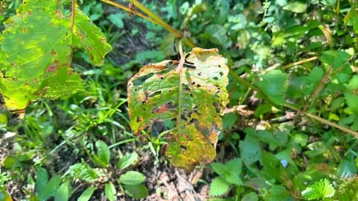 7 Clues That Tell You If It&rsquo;s Pests or Fungus