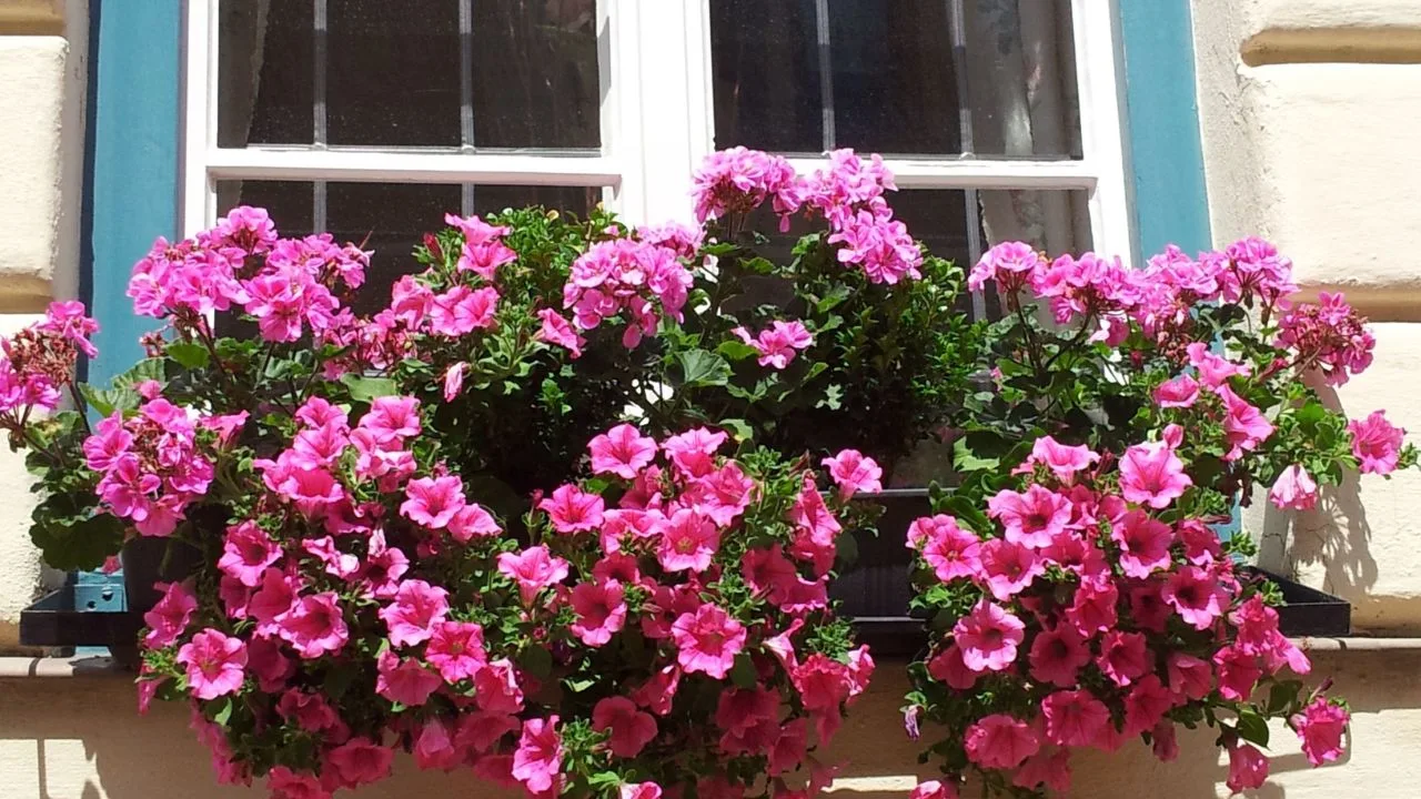 8 Things Gardeners Waste Time On in September 1