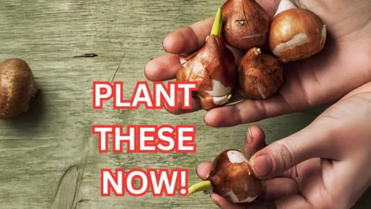 Plant Bulbs Now or Miss Out Next Spring