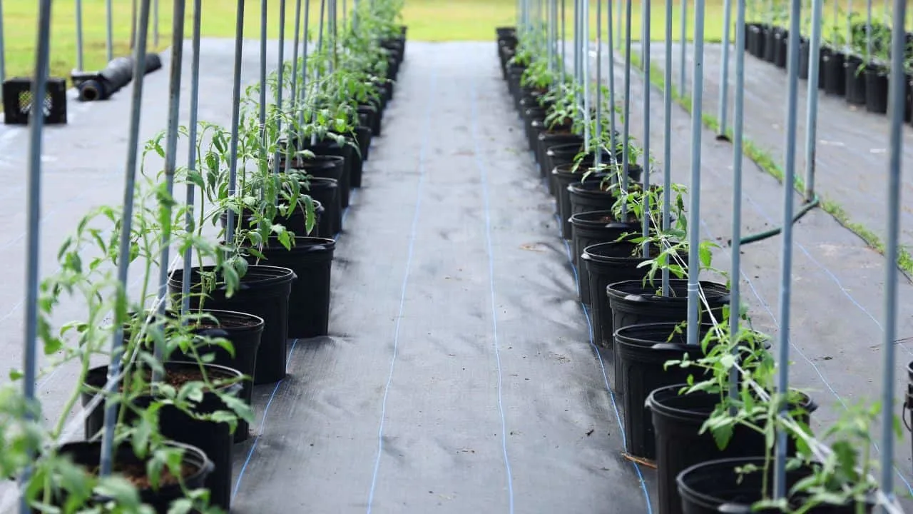 15 Expensive Garden Products You Can Replace for Free 1